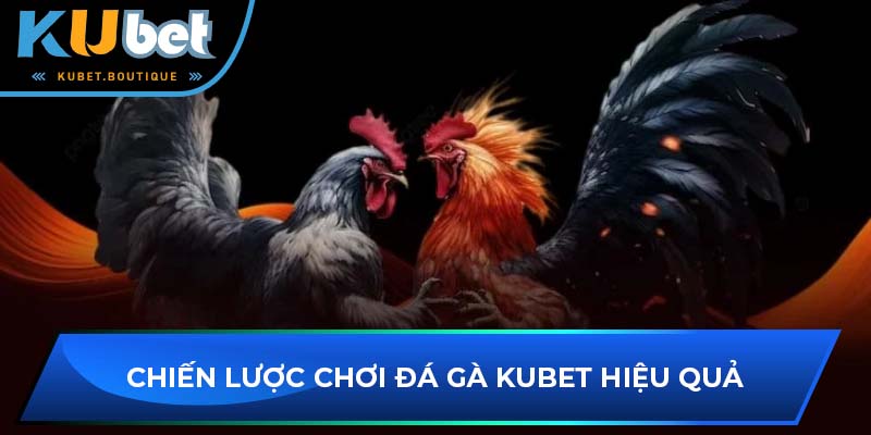 Chiến lược chơi đá gà Kubet hiệu quả