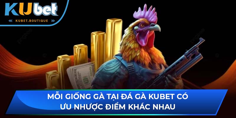 Mỗi giống gà tại đá gà Kubet có ưu nhược điểm khác nhau